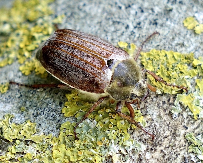 cockchafer